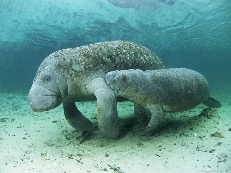Image: A manatee and calf