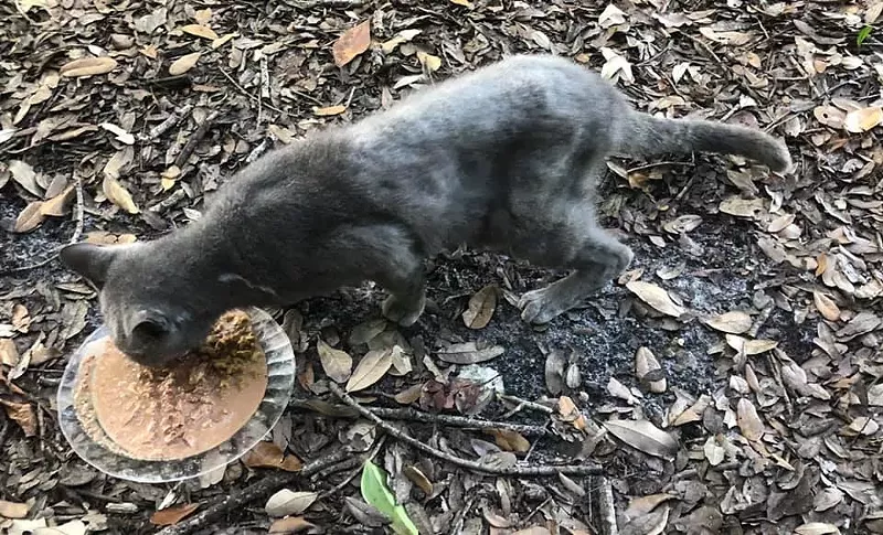 Image: Smokey the cat lives at Greynolds Park in North Miami Beach. The woman who feeds her was banned from the park.