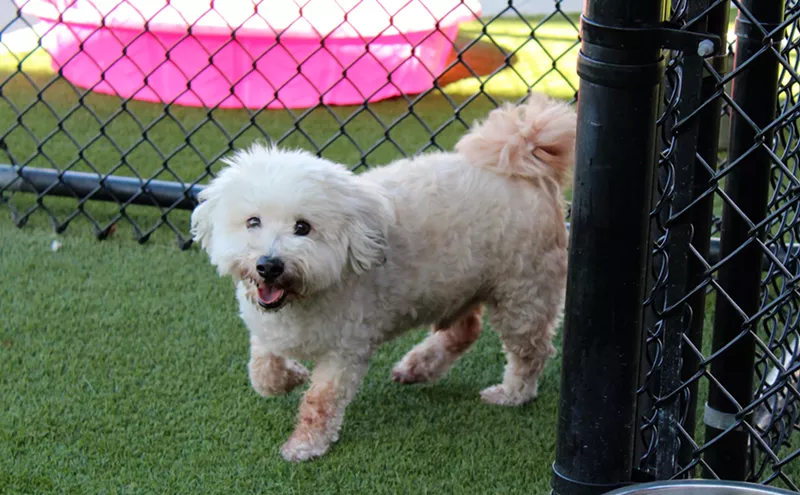 Image: A Day in the Life of Three Miami Shelter Dogs