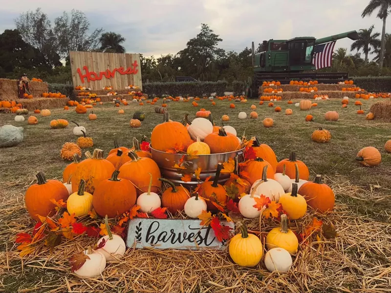 Image: a pumpkin patch with two signs reading "Harvest"