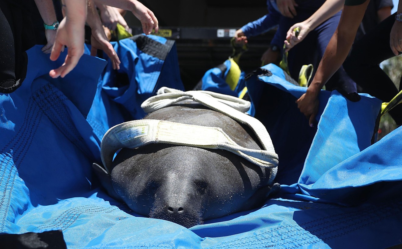 UPDATE: Miami Seaquarium to Transfer Manatees Owing to Health Issues