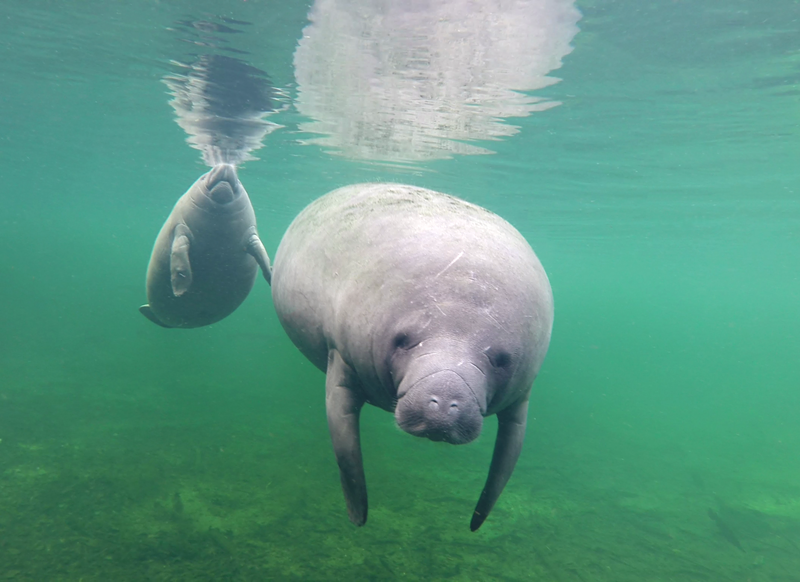A recent study estimated that there were slightly fewer than 10,000 Florida manatees in 2021.