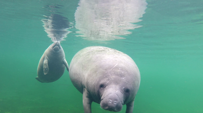 Two manatees swimming