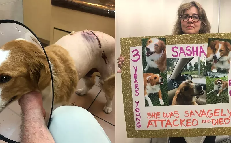 Image: After Vicious Attack by Wolfdog, Pet Owners Confront North Beach Man in Court