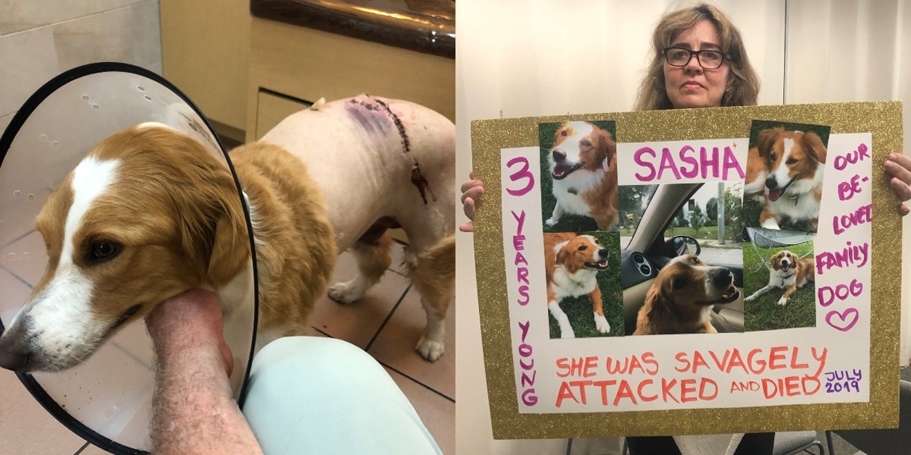 Sasha after a July 21 wolfdog attack; her owner, Julia Hirst, took the case to court.