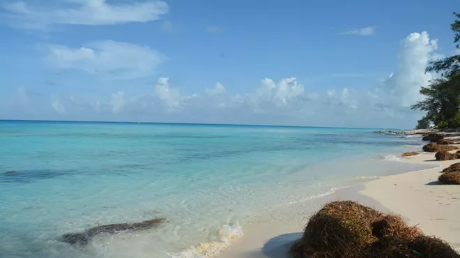 the shore of a beach with some seagrass