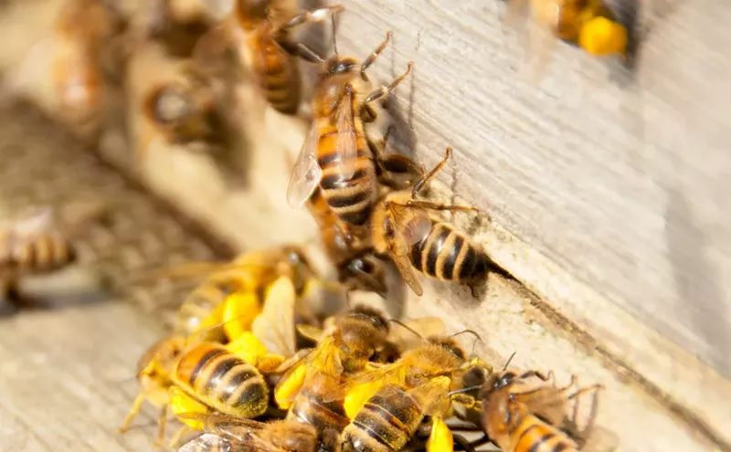 Image: Amid a Nationwide Crisis, Miami's Honeybees Are on the Ups