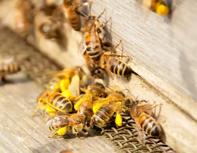 Image: Honeybees!