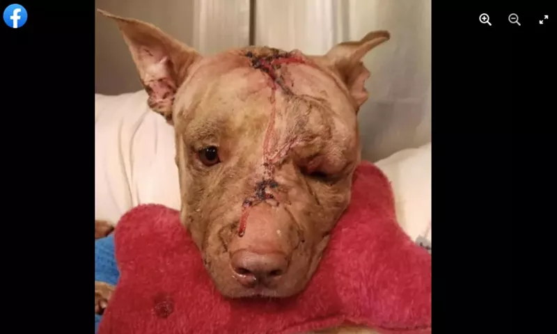 Image: Ollie in a photo posted to the Justice for Ollie Facebook page shortly after the fatal attack in October of 2017.