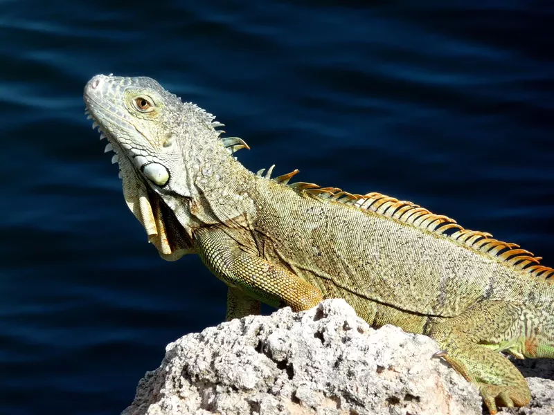 Image: The Florida Fish and Wildlife Conservation Commission has called for open season on invasive iguanas.