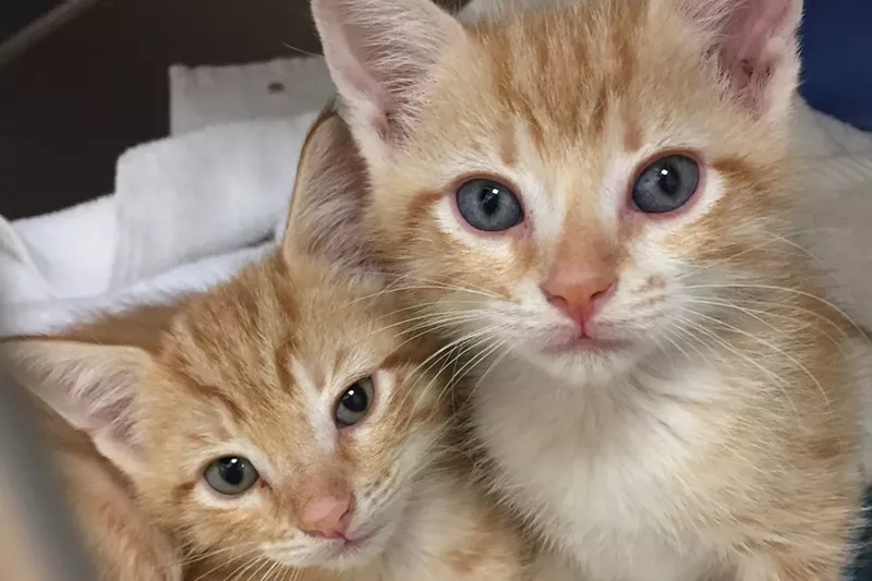 Image: Two of the cats Mary Garcia is sheltering from Irma.