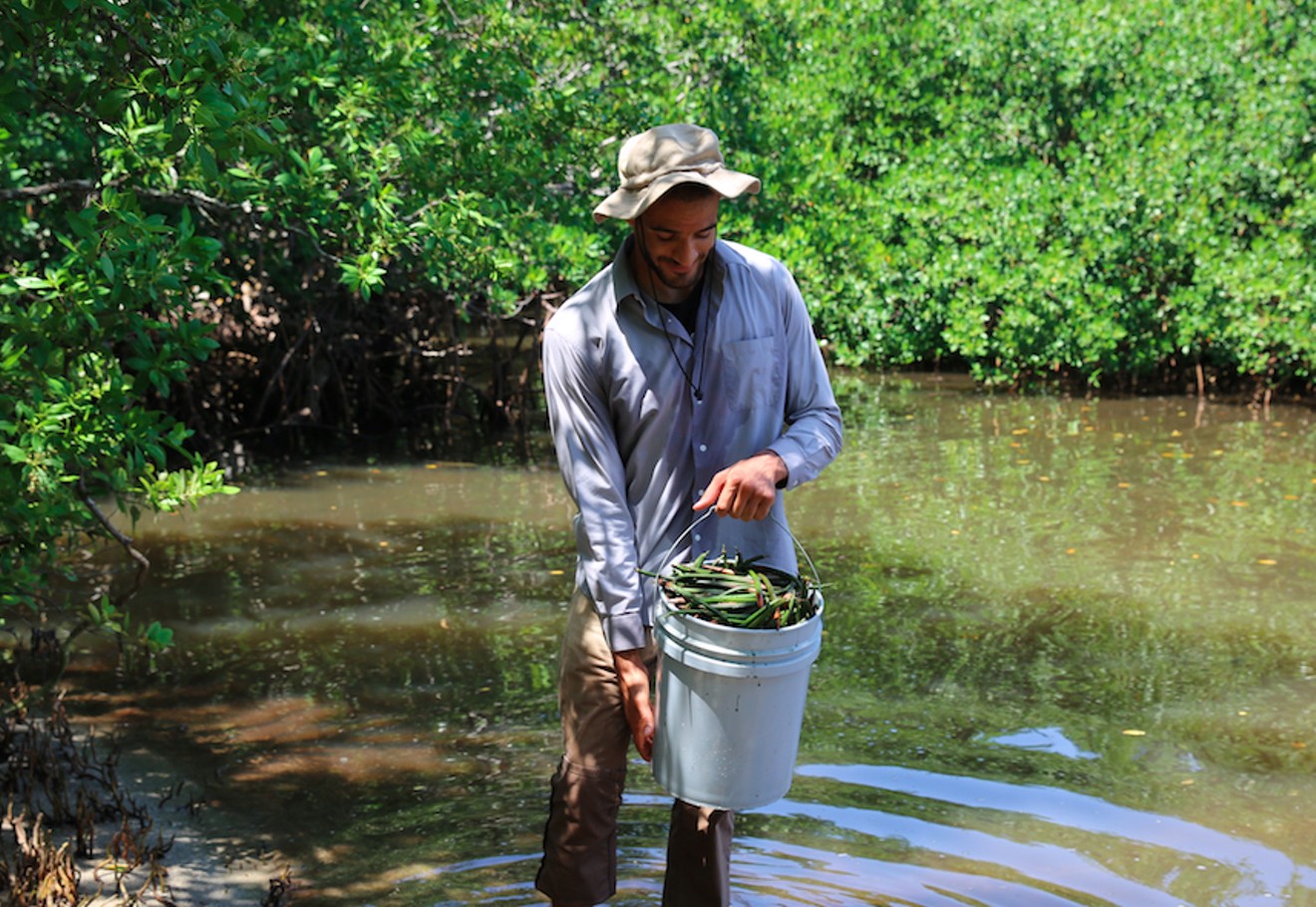 A volunteer collects mangrove propagules.