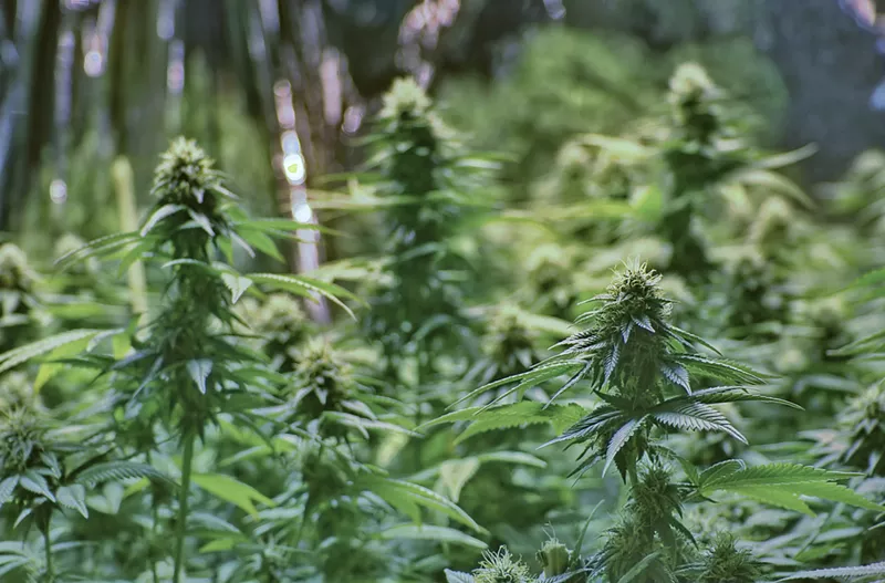 Image: After millions of Floridians voted for medical marijuana and with nearly 75,000 registered patients in the state, the Office of Medical Marijuana Use is still dragging its feet.