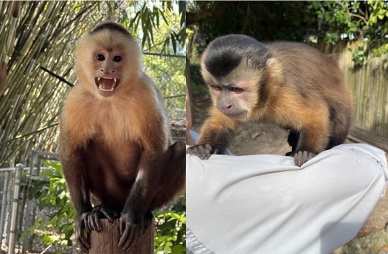 Two capuchin monkeys bit visitors, including three children, at the Zoological Wildlife Foundation in Miami. Others were injured by a lion cub, a 40-pound chimpanzee, and a jaguar at the facility, according to PETA.