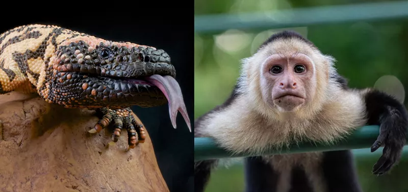 Image: Closeup of a Gila monster with a protruding tongue, side-by-side photo of a Capuchin monkey with a stoic look