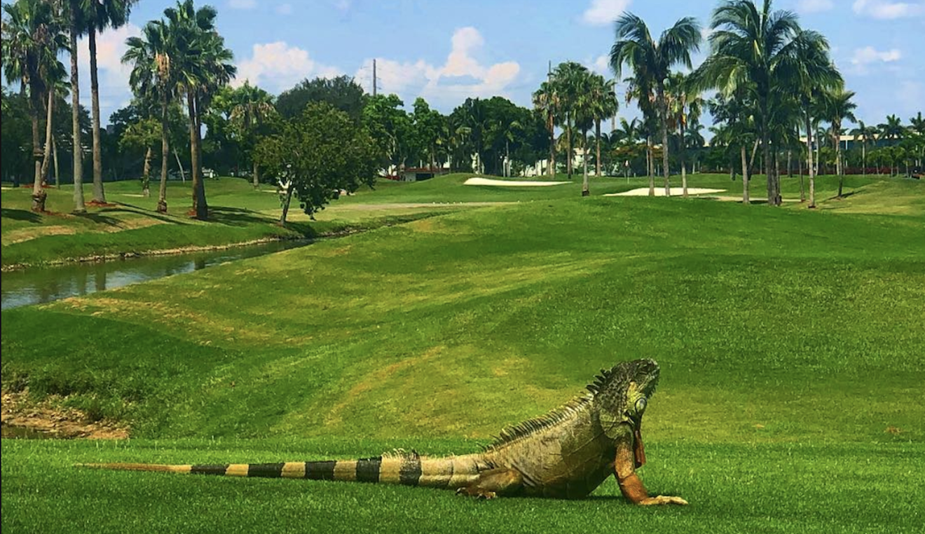 A lizard sunbathes at the Melreese Country Club, which sits atop a giant pile of toxic ash.