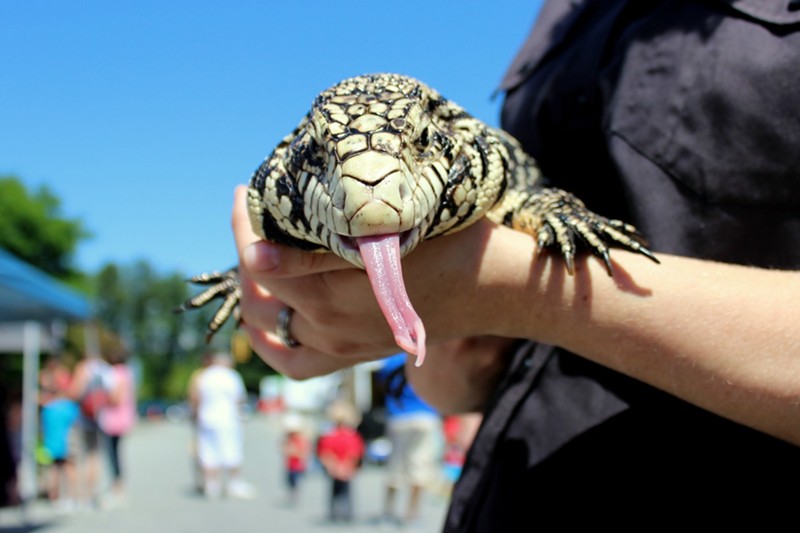 What would you use to trap a tegu? - The Wildlife Society