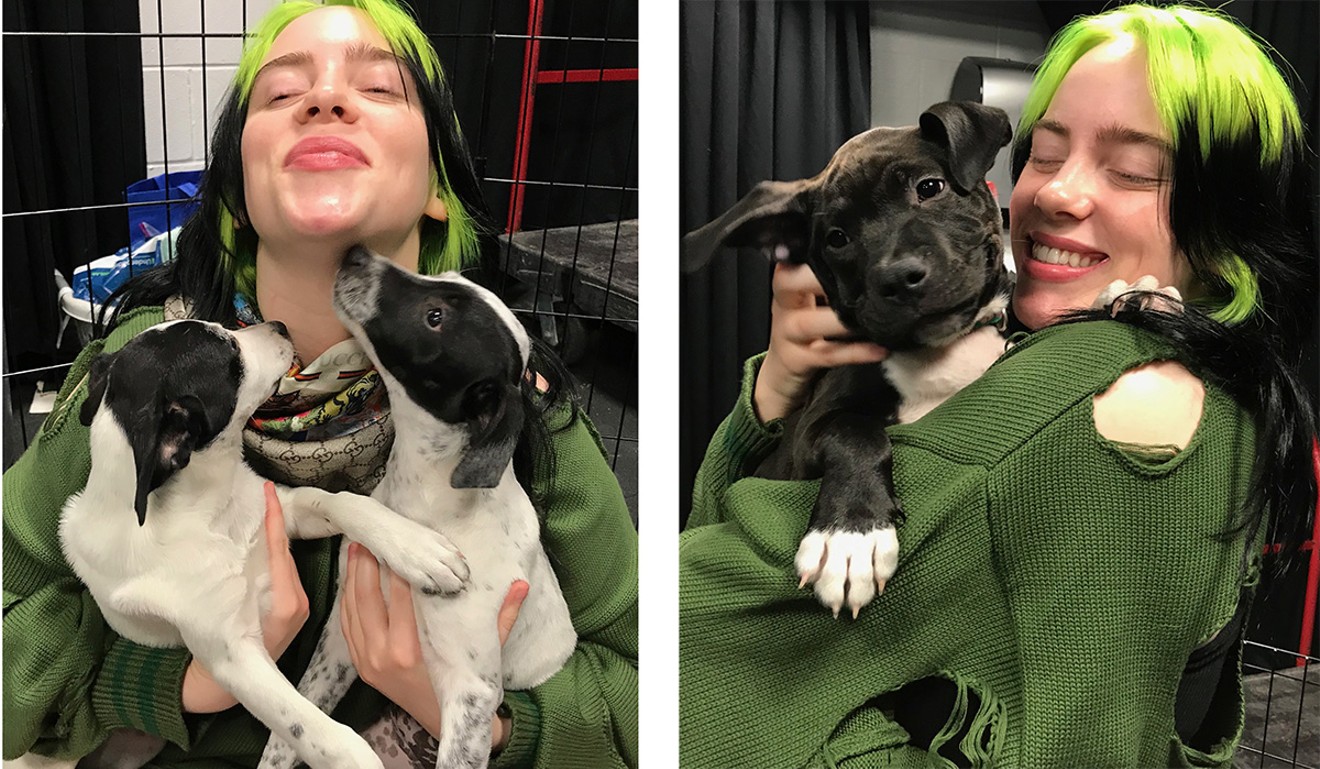 Billie Eilish plays with Starburst, Eye Patch, and Eve — shelter puppies from Miami-Dade Animal Services.