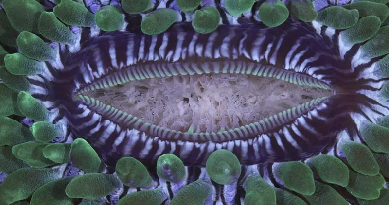 Image: Prepare for the Coral Orgy.
