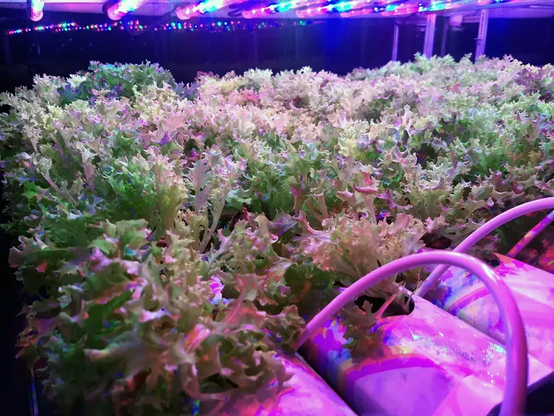 Image: Model of the inside of Box Greens hydroponic shipping container.