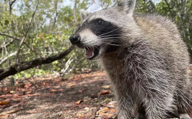Image: Broward Issues Rabies Alert After Raccoon Infection Found