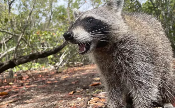 Image: Broward Issues Rabies Alert After Raccoon Infection Found