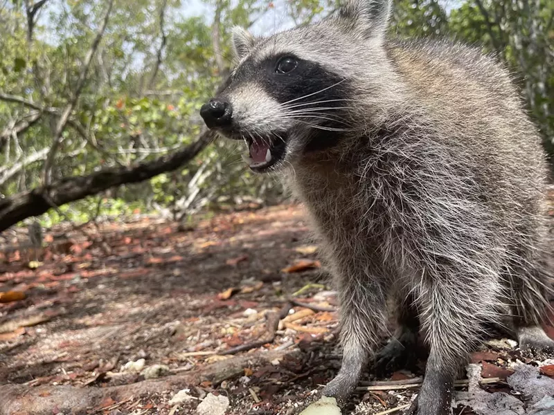 Image: A raccoon snacks on melon on Raccoon Island.