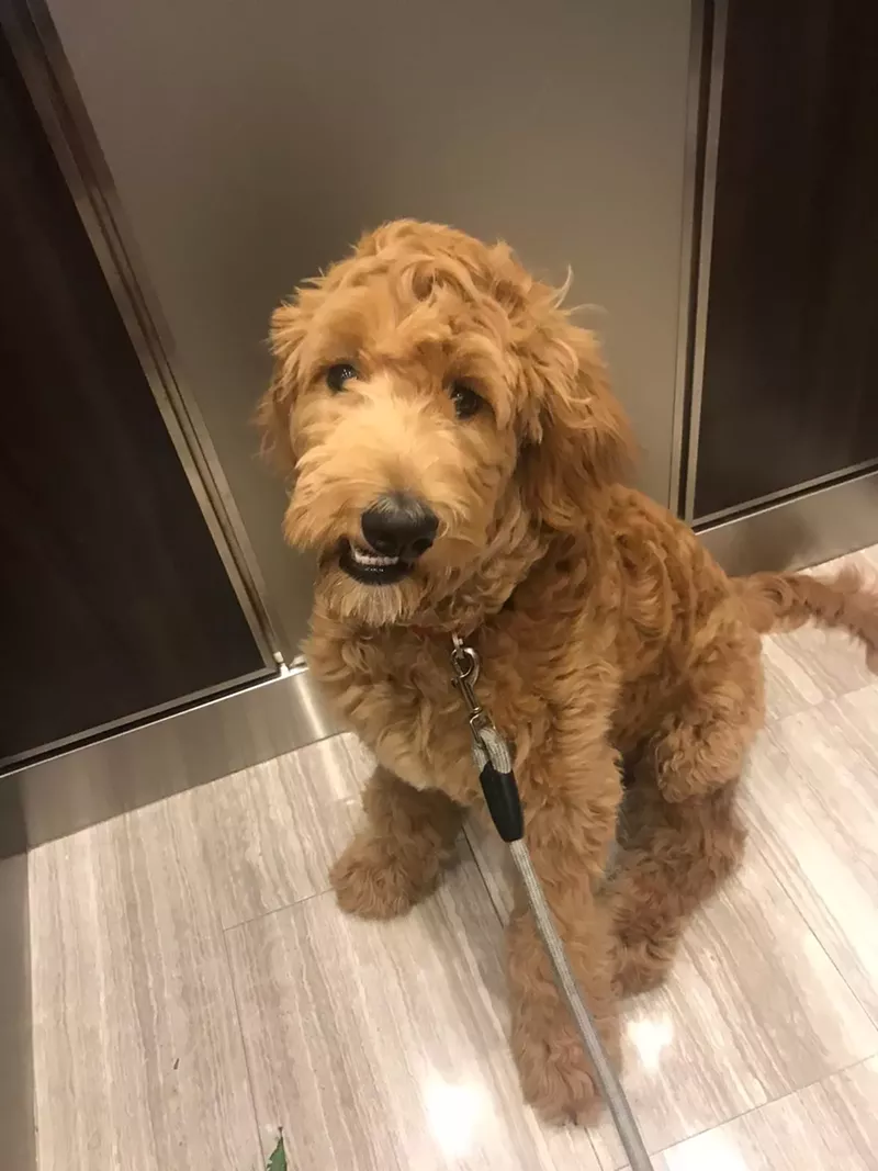 Image: Kareem Spahi bought his goldendoodle Bernie from Forever Love Puppies.