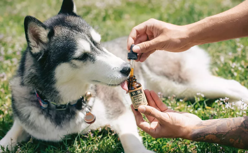 Image: CBD for Pets Is Widely Sold yet Unapproved by FDA
