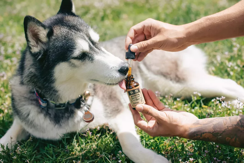 Image: The FDA is working to evaluate the safety of CBD for pets and humans alike.