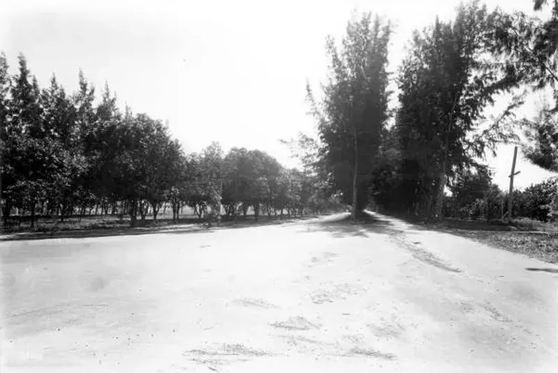 Image: Pine Tree Drive in 1926.