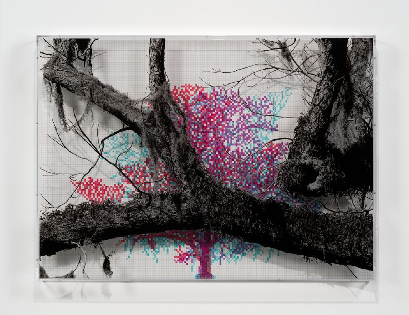 Charles Gaines' Numbers and Trees: Charleston Series 1, Tree #3, Boone Hall Drive, 2022