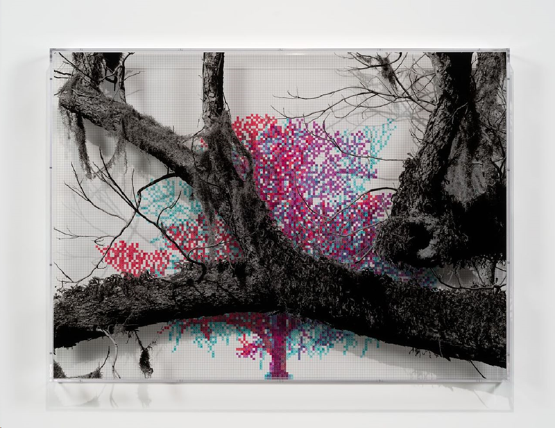 Image: Charles Gaines' Numbers and Trees: Charleston Series 1, Tree #3, Boone Hall Drive, 2022