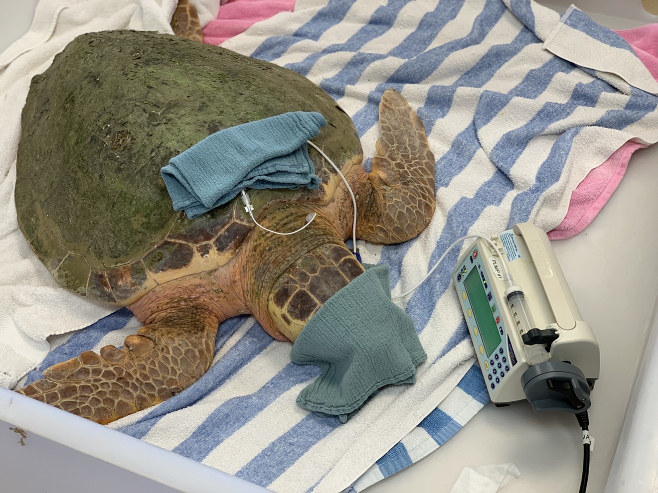 Sea turtles suffering from toxic red tide exposure could benefit from a therapy used to treat human drug overdoses.