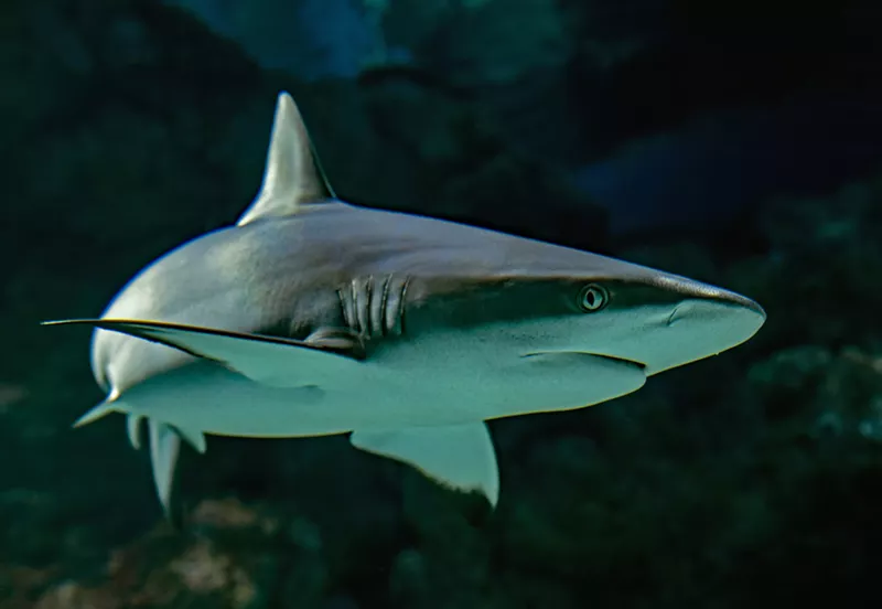 Image: Conservationists say more needs to be done to protect endangered species of sharks.