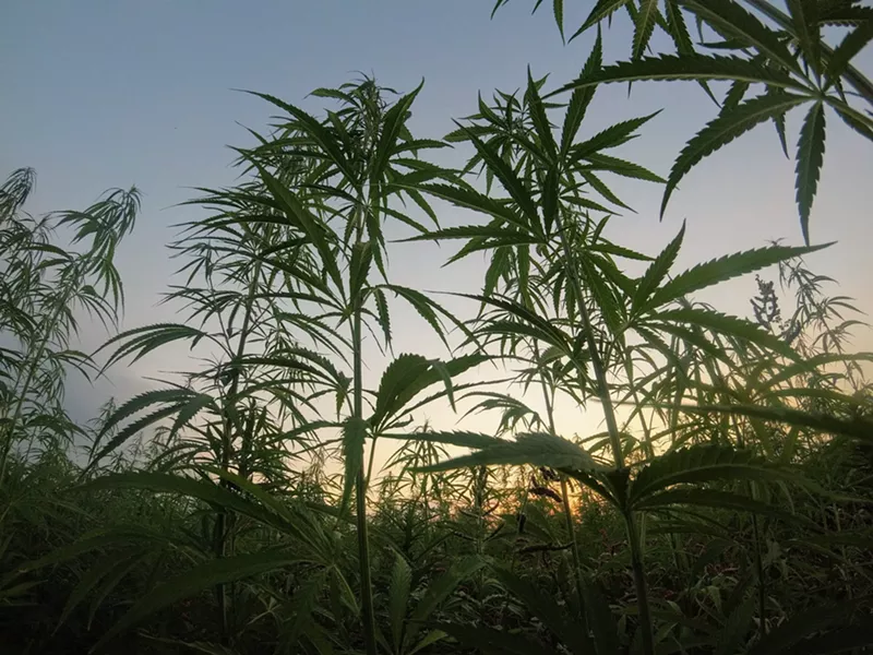 Image: The only way to determine if a cannabis plant is hemp or marijuana is by testing it in a certified laboratory.