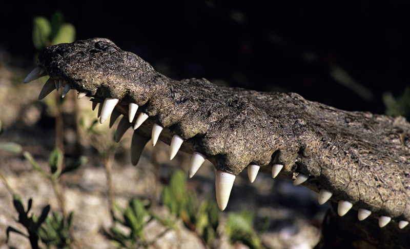 Stock photo off an American crocodile's impressive set of chompers.