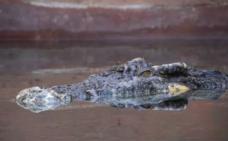 Image: Crocodile Spotted in Lake Osceola Triggers Safety Alert at University of Miami