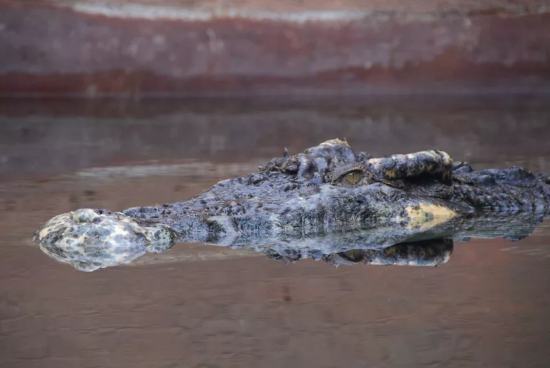 Image: A crocodile looks menacing as it swims in the water
