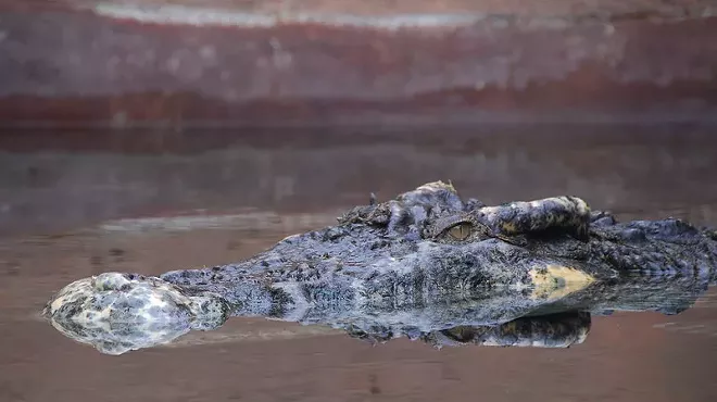 A crocodile looks menacing as it swims in the water