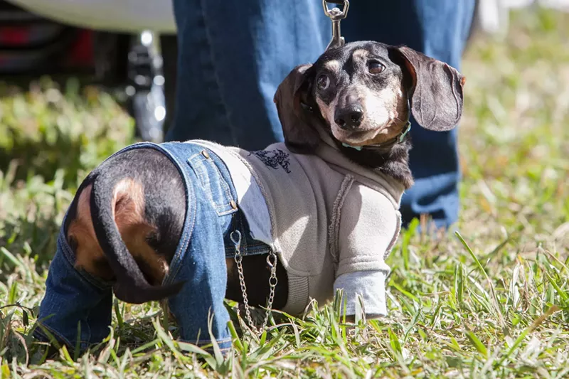 Image: Dachshunds are due to descend on T.Y. Park.