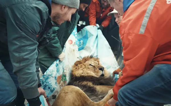 Image: Documentary About Zoo Animals Escaping Ukraine War Is Backed by DiCaprio — and Four Miami Filmmakers