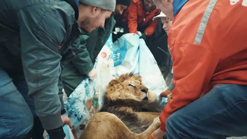 Image: a group of men transports a lion on a blanket