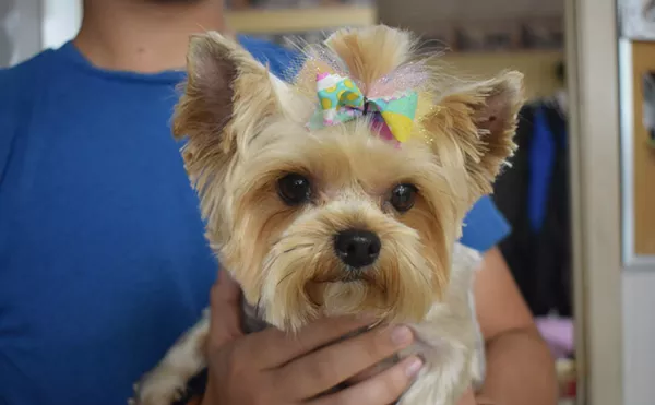 Image: Duke & Dutchess Pet Center