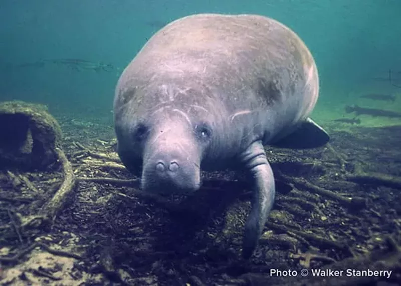 Image: Manatee Paddy Doyle underwater looking at the camera