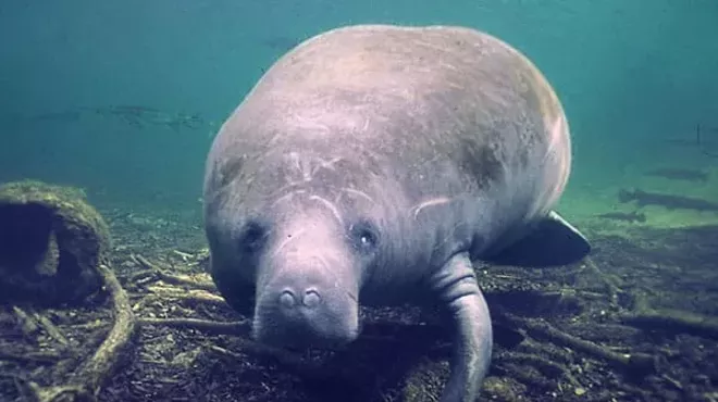 Manatee Paddy Doyle underwater looking at the camera