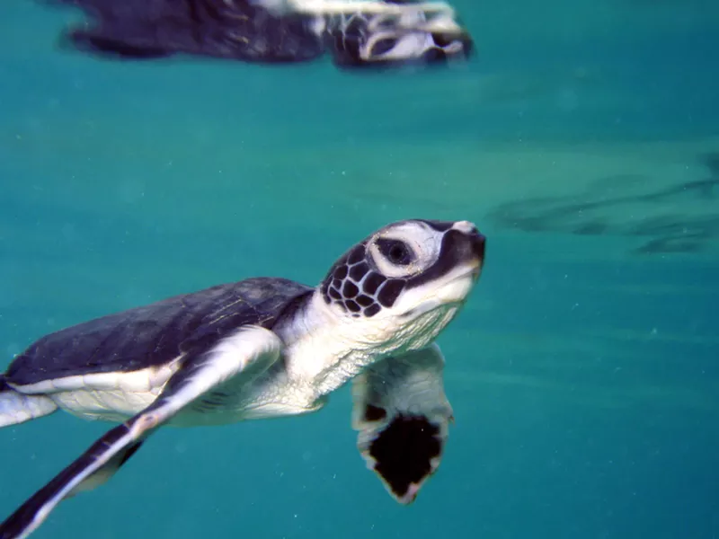Image: The green sea turtle