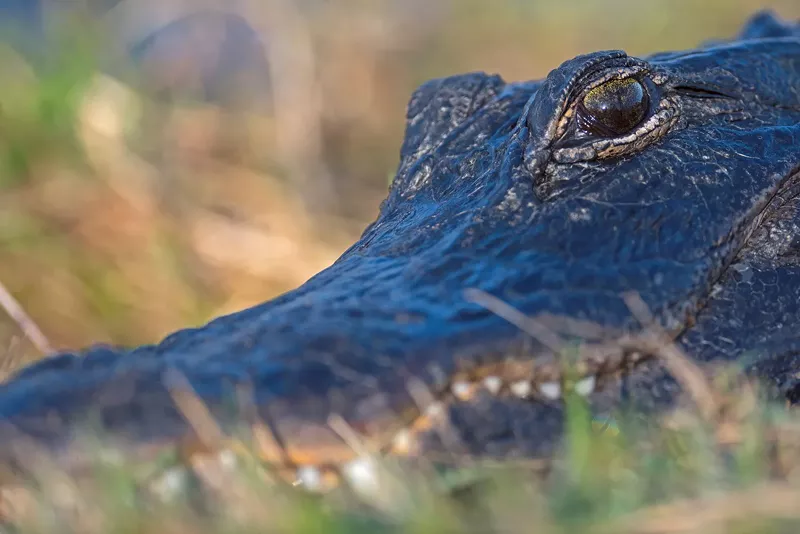 Image: The American alligator is an Endangered Species Act success story.