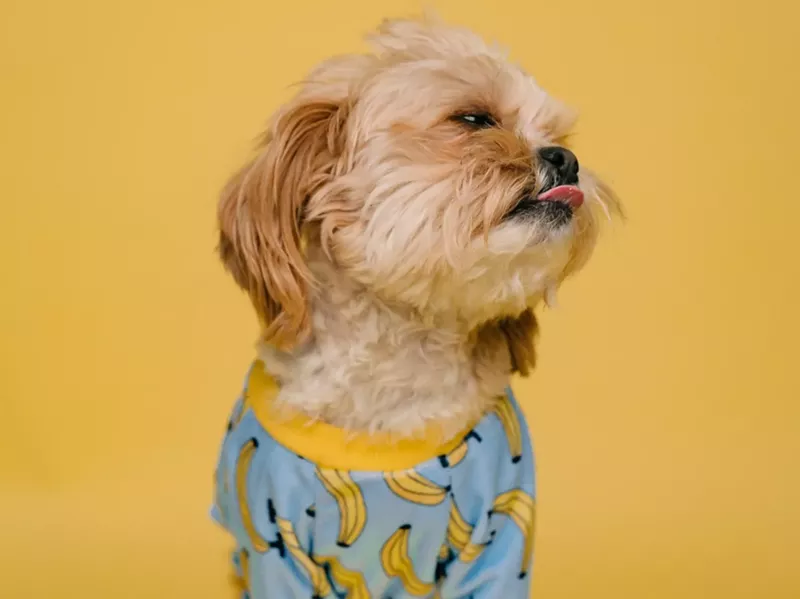 Image: Poor banana dog.