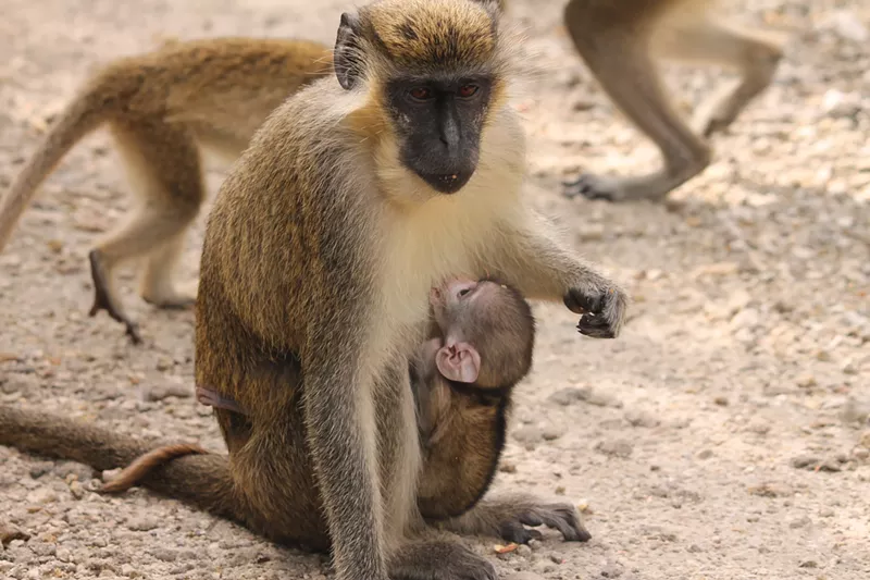 Image: Researchers confirmed the origin of a pack of African green monkeys living near the Fort Lauderdale-Hollywood International Airport in Dania Beach.